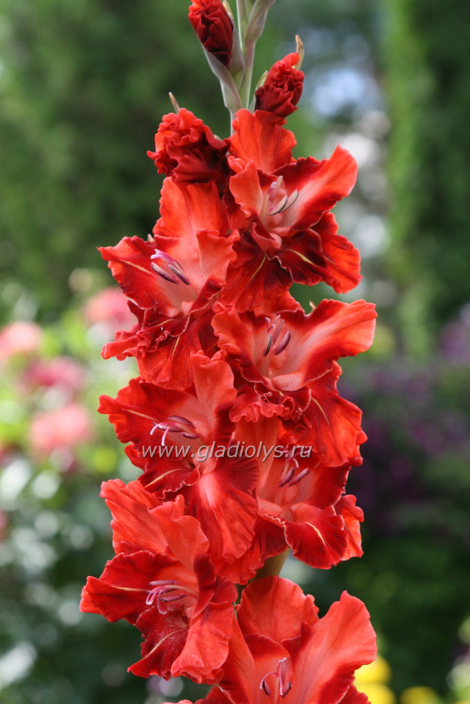 гладиолус Джонатан, селекционер Аллеман