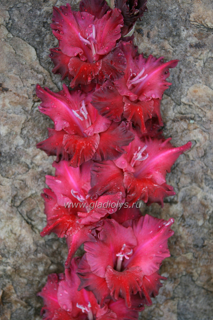 гладиолус Киршу квеле, селекционер Закис