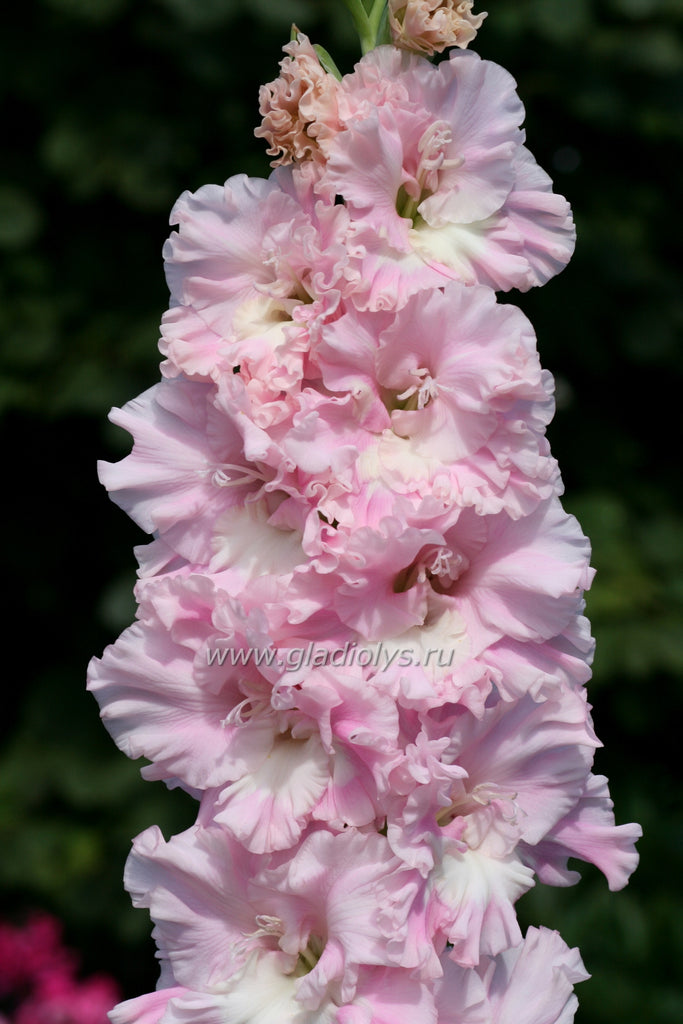гладиолус Клубничный зефир, селекционер Шевченко