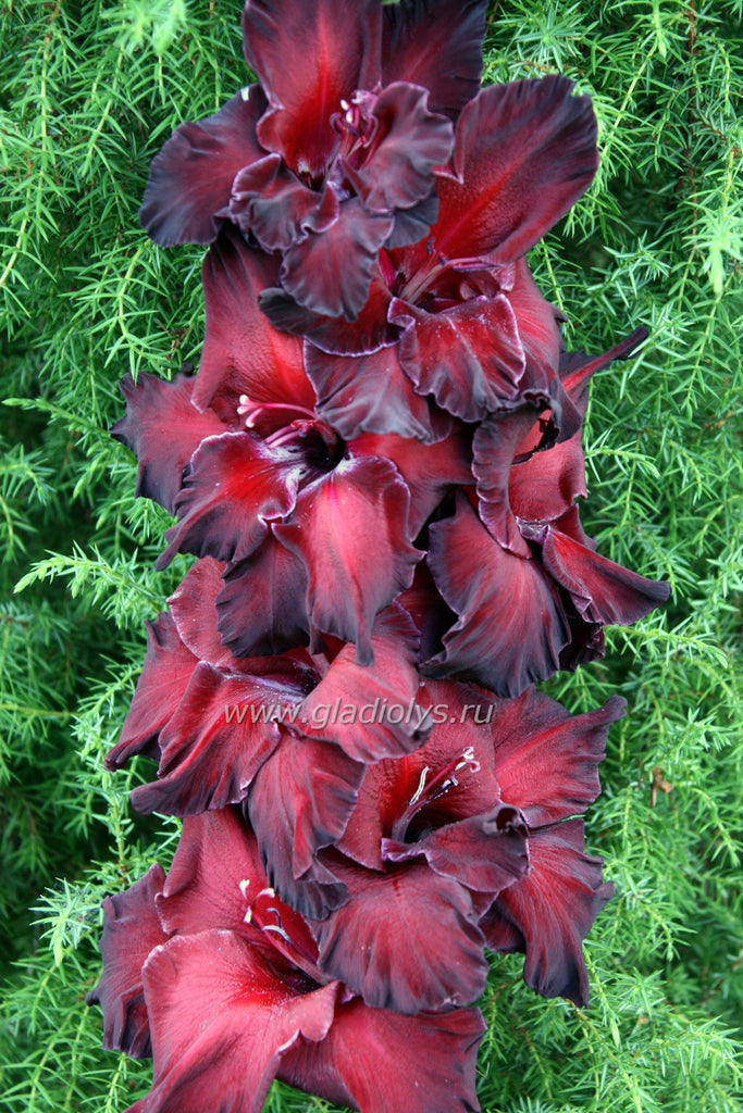 гладиолус Кондор, селекционер Баранов