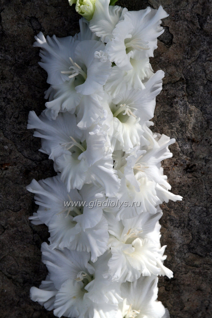 гладиолус Ластека, селекционер Дипанс