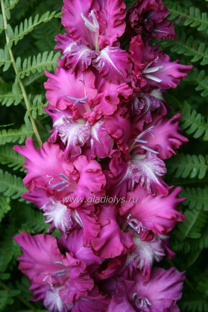 гладиолус Латвиан стар, селекционер Закис