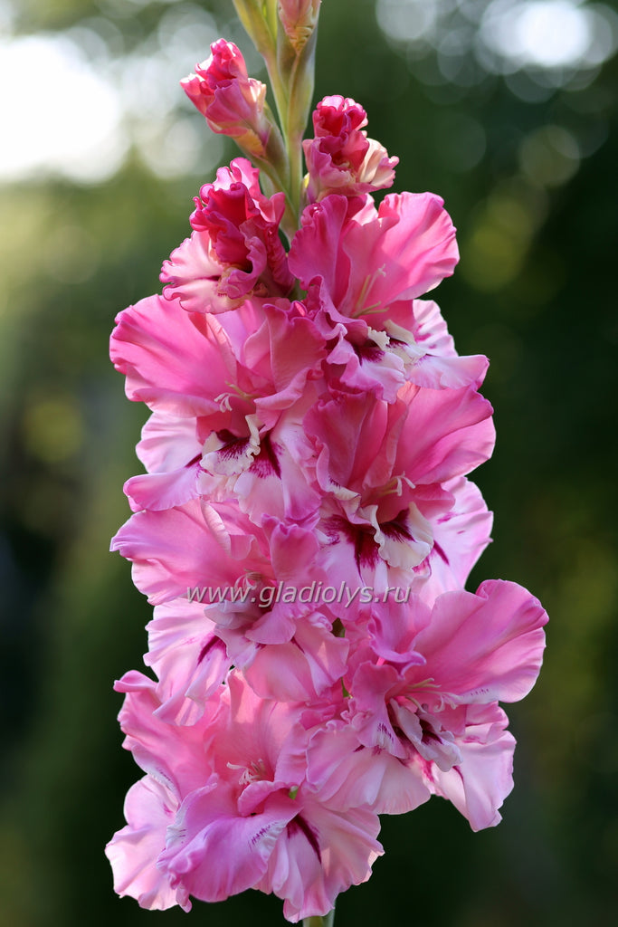 гладиолус Лебяжья канавка, селекционер Родичев