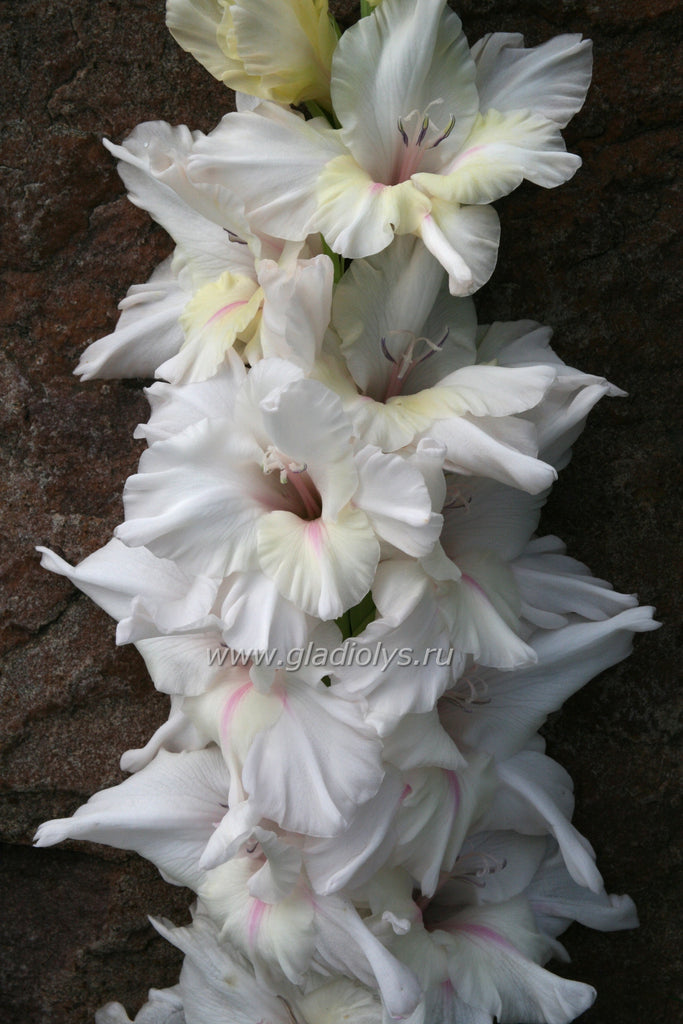 гладиолус Лучик Надежды, селекционер Трифонов