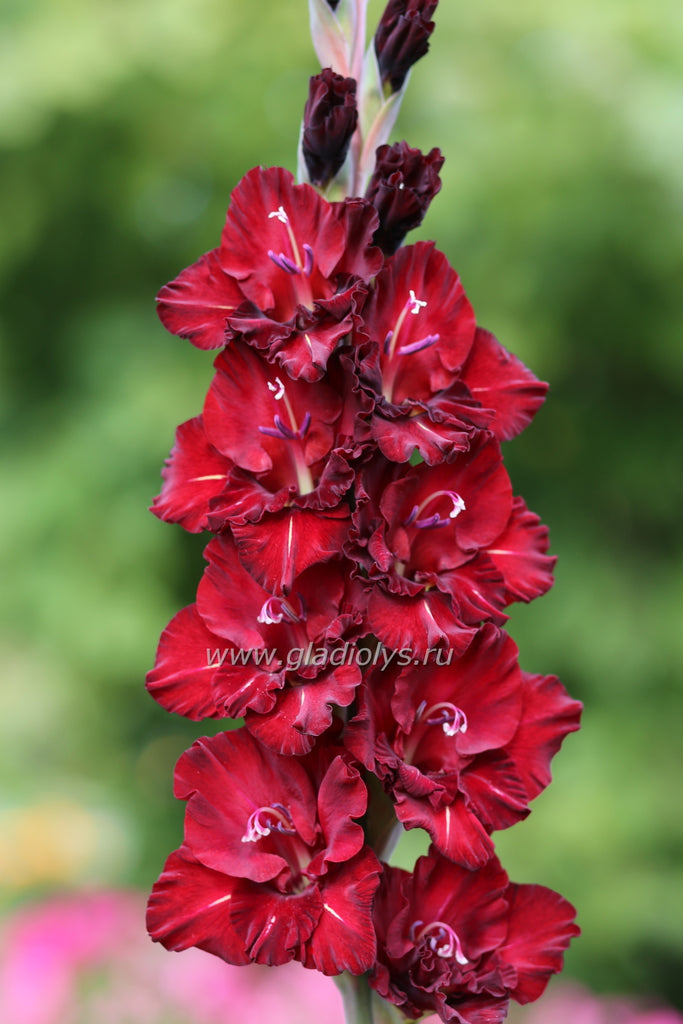 гладиолус Лунное затмение, селекционер Васильев