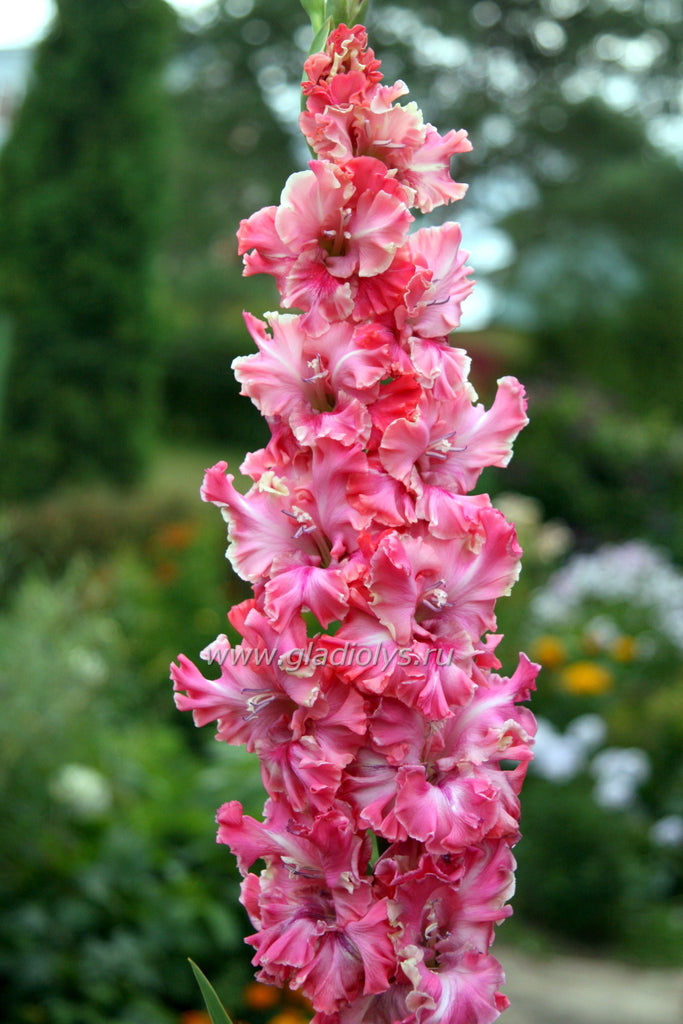 гладиолус Малиновый пунш, селекционер Шевченко