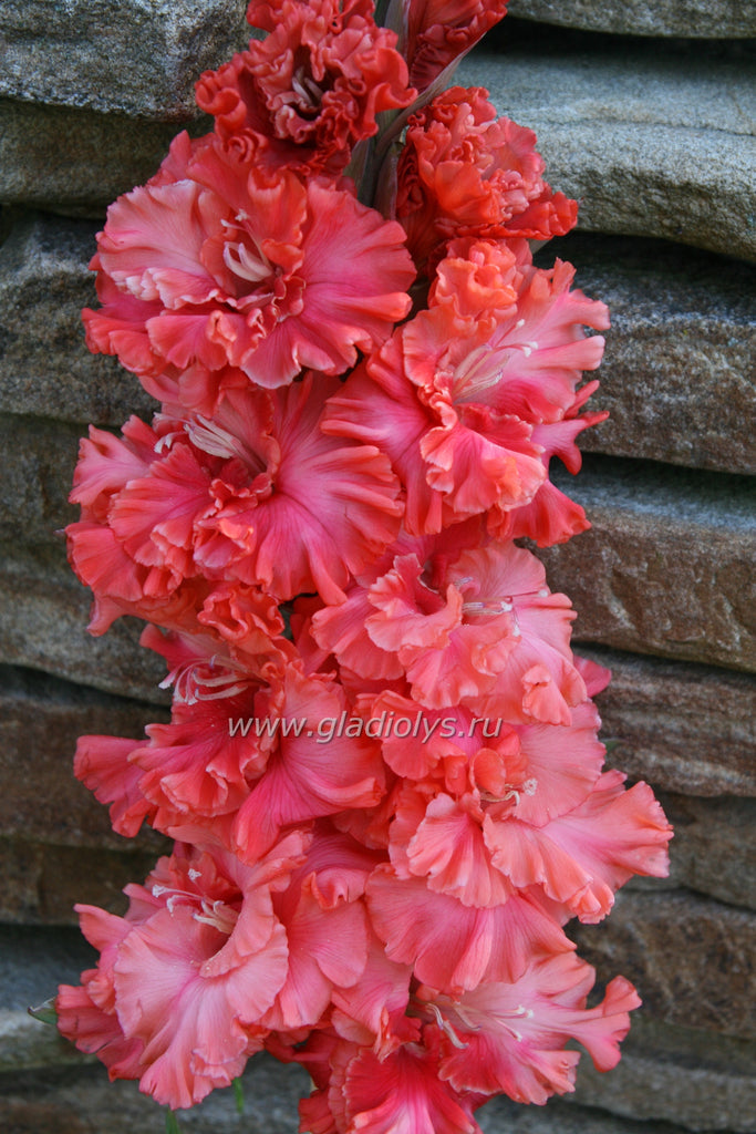 гладиолус Мечта селекционера, селекционер Лобазнов