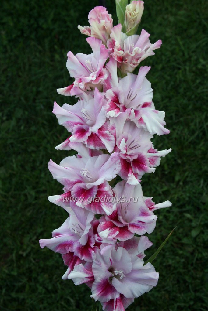 гладиолус Мерцающие бабочки, селекционер Громов