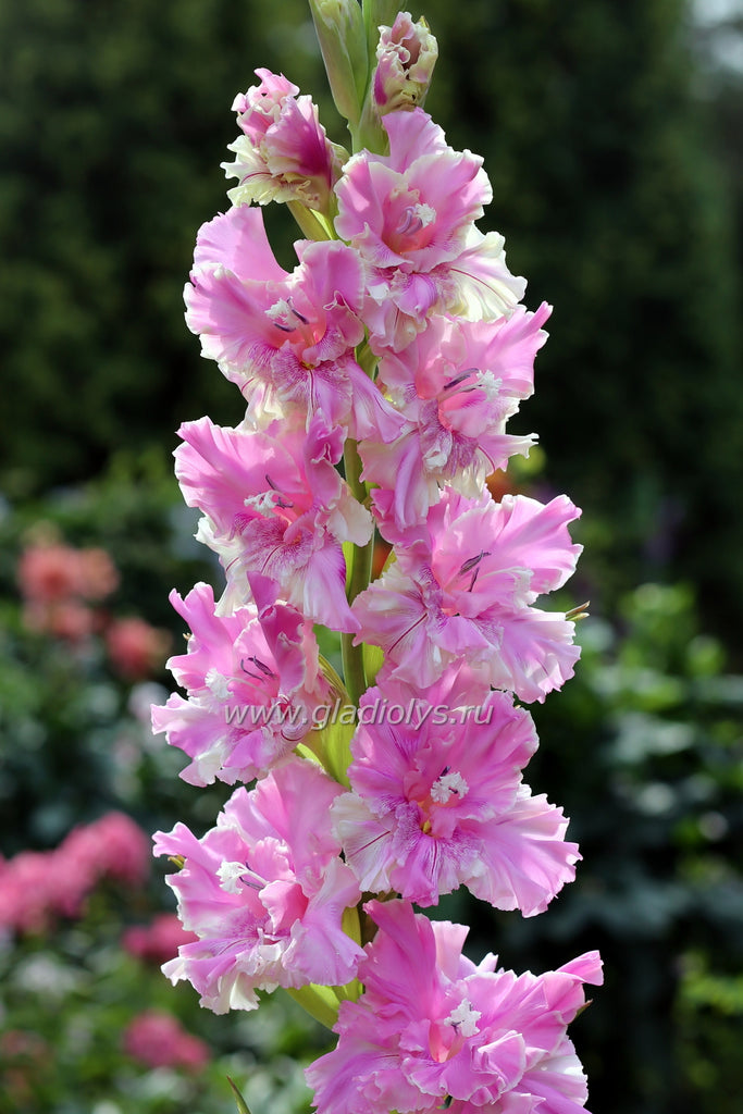 гладиолус Мисс Очарование, селекционер Киктев