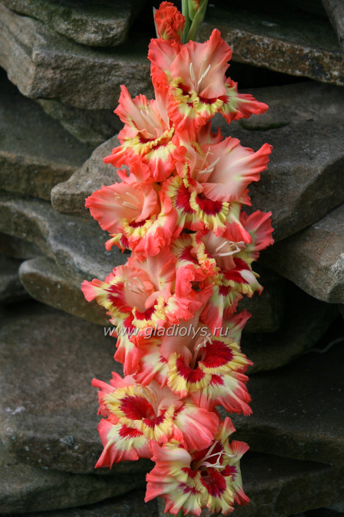 гладиолус Москва-870, селекционер Лобазнов