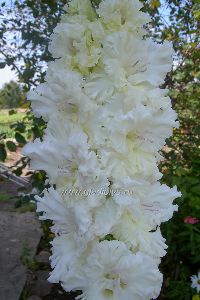гладиолус Москва Белокаменная, селекционер Дыбов