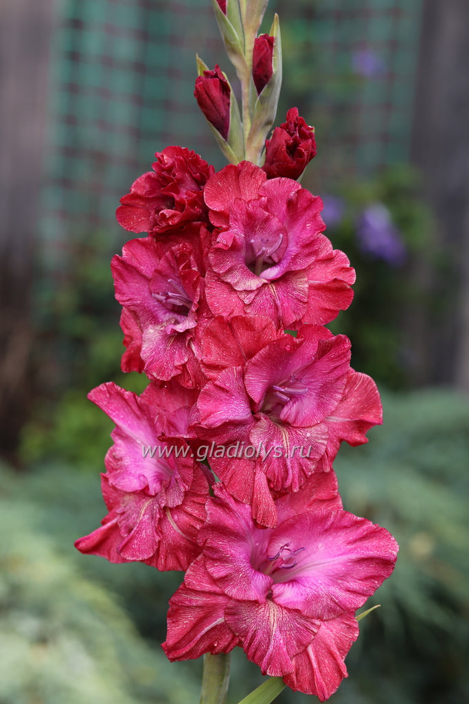 гладиолус Неоновый мираж, селекционер Шевченко