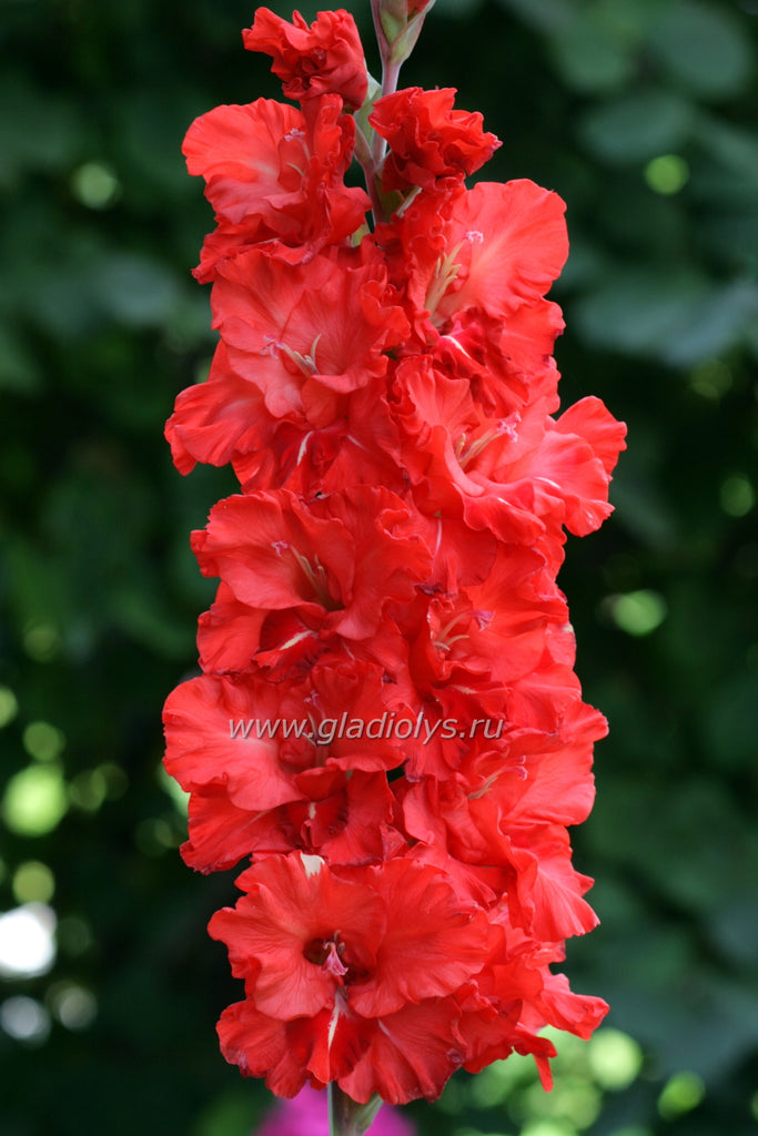 гладиолус Неудержимый, селекционер Васильев