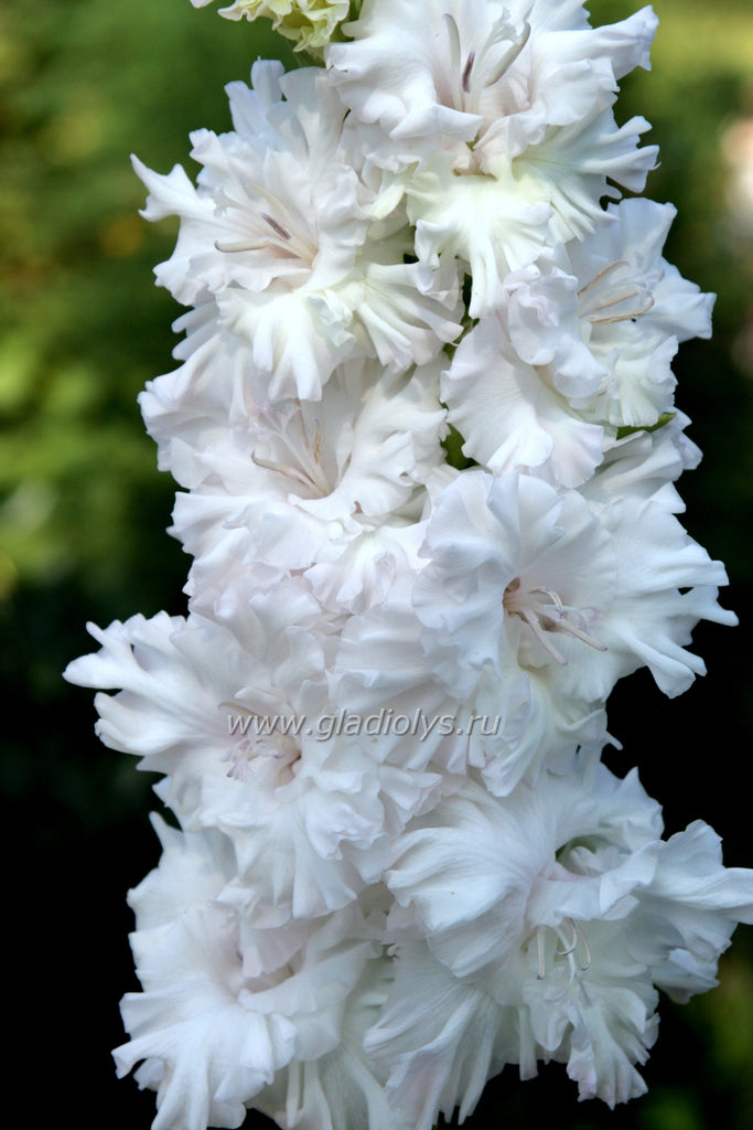 гладиолус Нью рококо, селекционер Закис