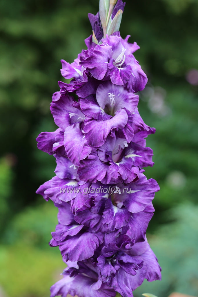 гладиолус Ночная звезда, селекционер Самойленко