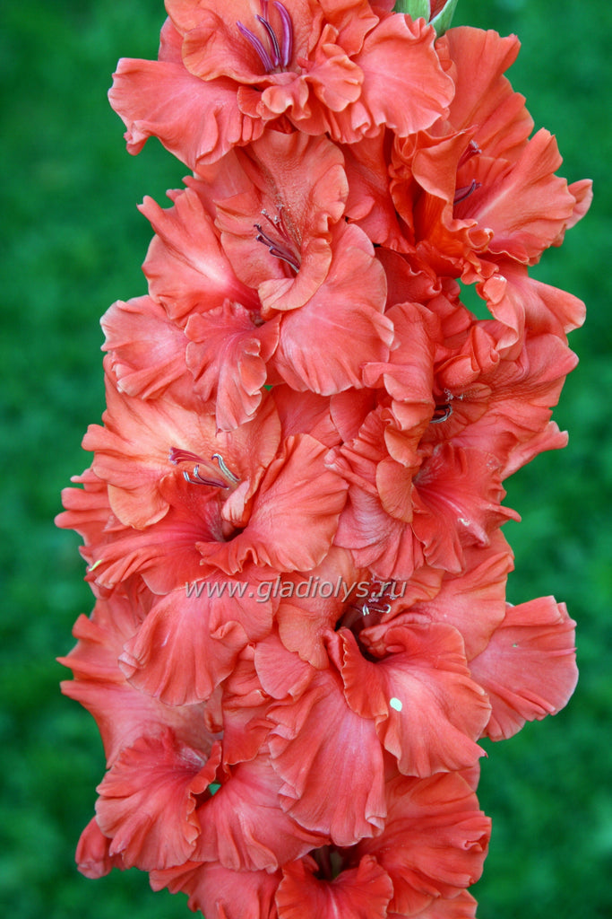 гладиолус Огонь желаний, селекционер Трифонов