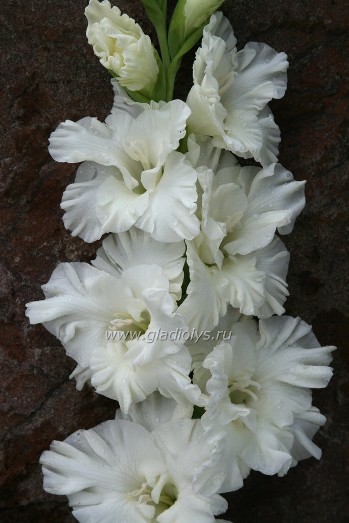 гладиолус Памяти Трифонова, селекционер Степанова
