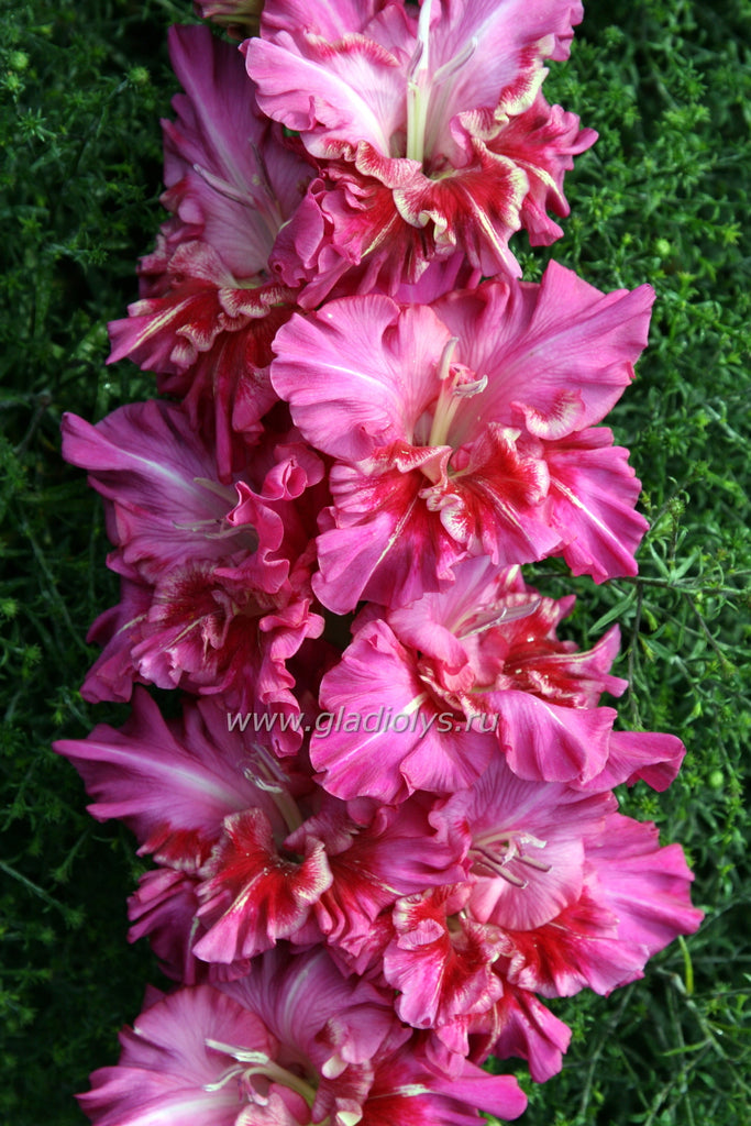 гладиолус Персидский ковер, селекционер Баранов