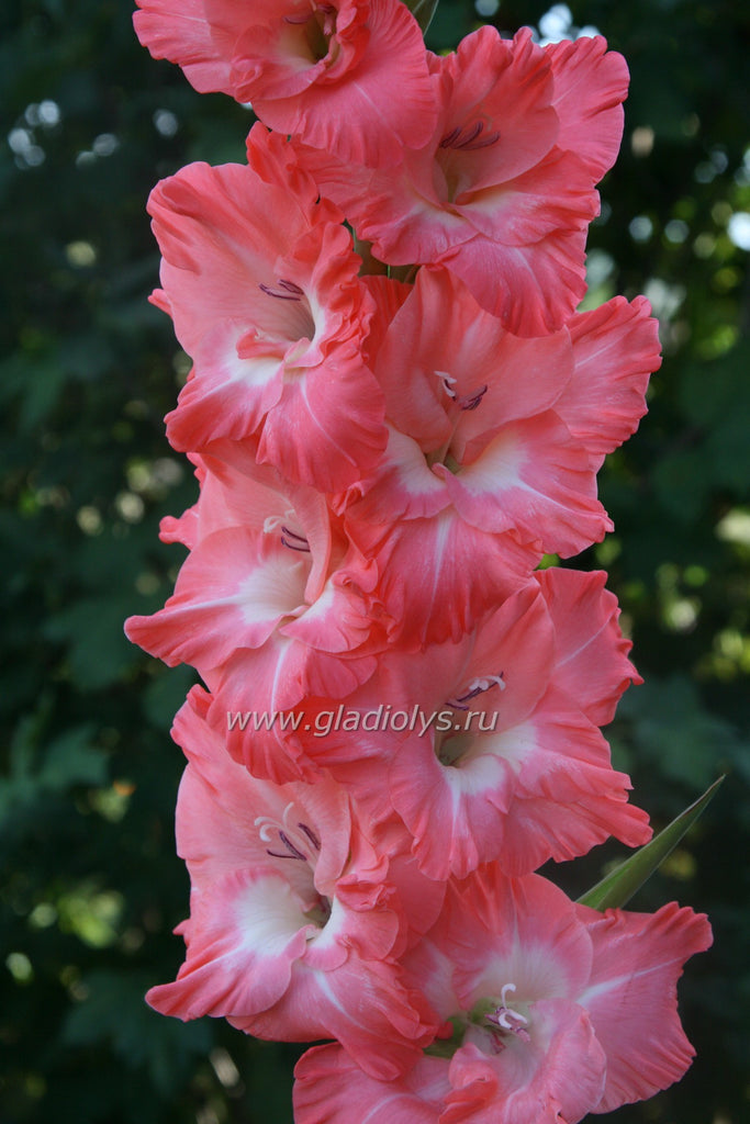 гладиолус Песня сирены, селекционер Баранов