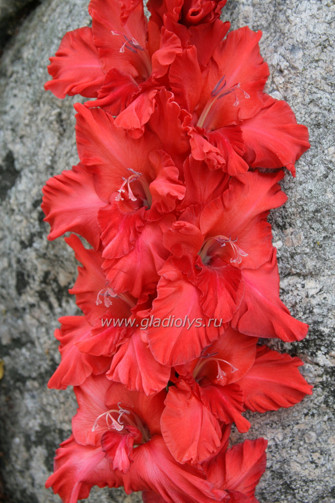 гладиолус Подарок срезочнику, селекционер Лобазнов