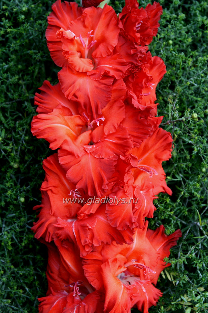 гладиолус Полководец Суворов, селекционер Баранов