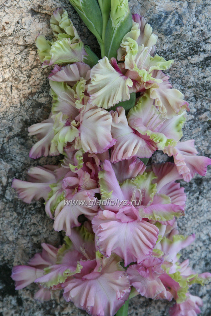 Гладиолус Прага – 100 лучших гладиолусов