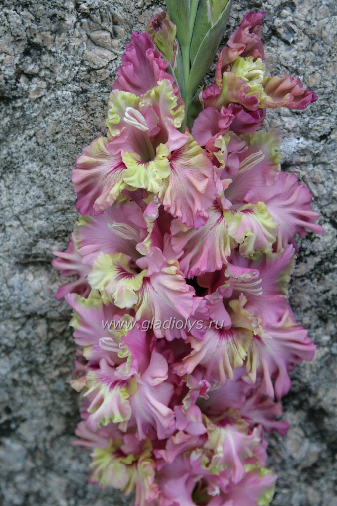 Гладиолус Прага – 100 лучших гладиолусов