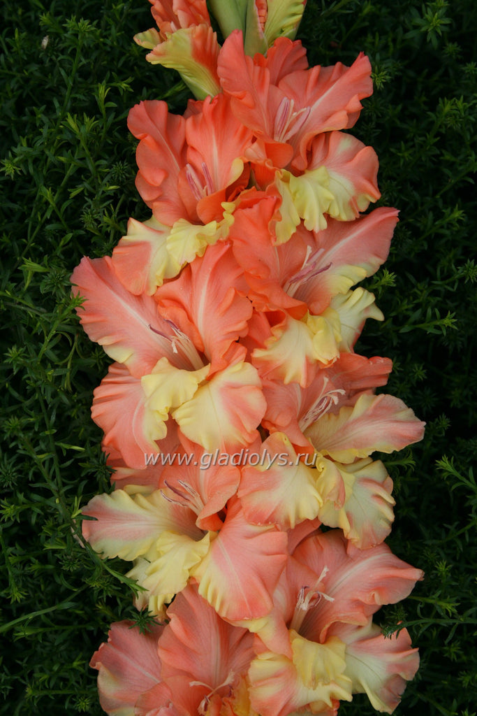 гладиолус Прима Балерина, селекционер Кузнецов