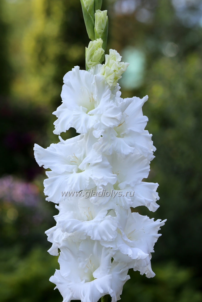 гладиолус Пушистое облако, селекционер А. Баранов
