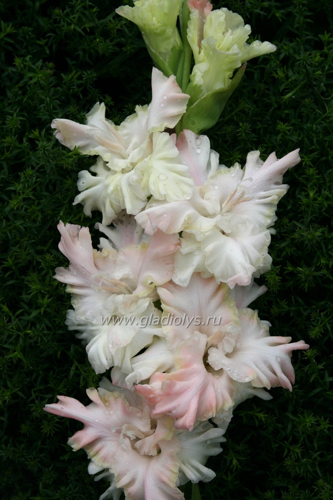 Гладиолус Роса в изумруде – 100 лучших гладиолусов