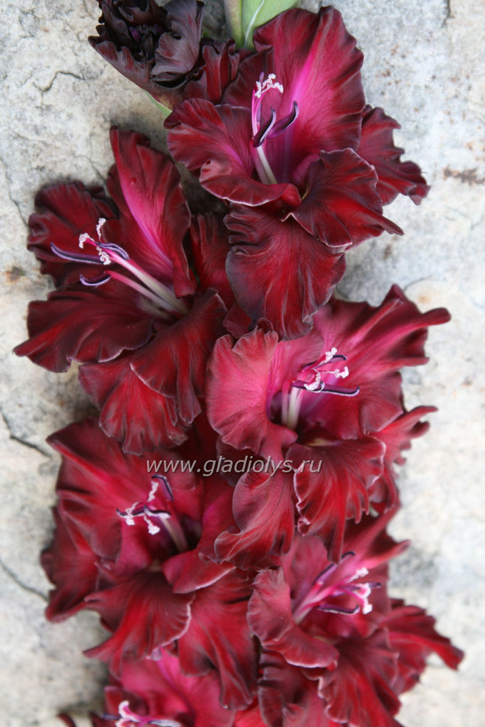 гладиолус Руденс огле, селекционер Закис