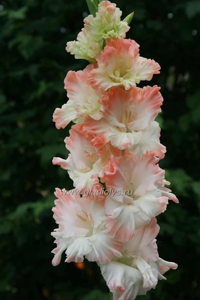 гладиолус Русская красавица, селекционер Евдокимов