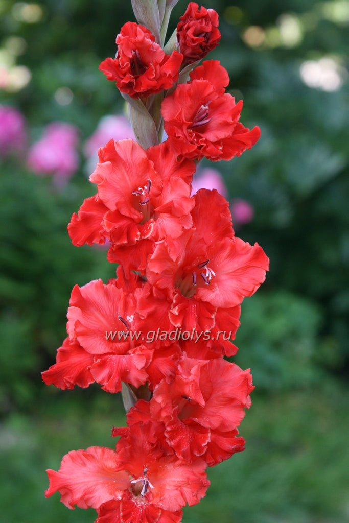 гладиолус Саркана кокетэ, селекционер Базе