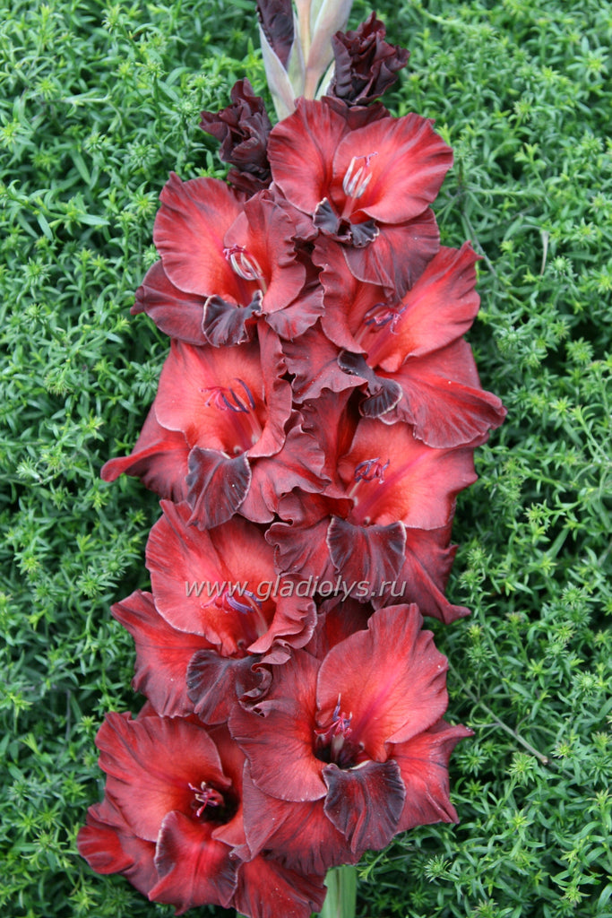 гладиолус Скорпион, селекционер Васильев