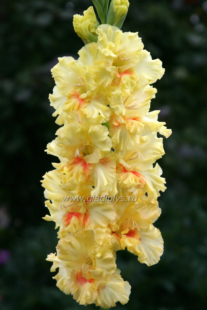 Гладиолус Сила жизни, селекционер Васильев