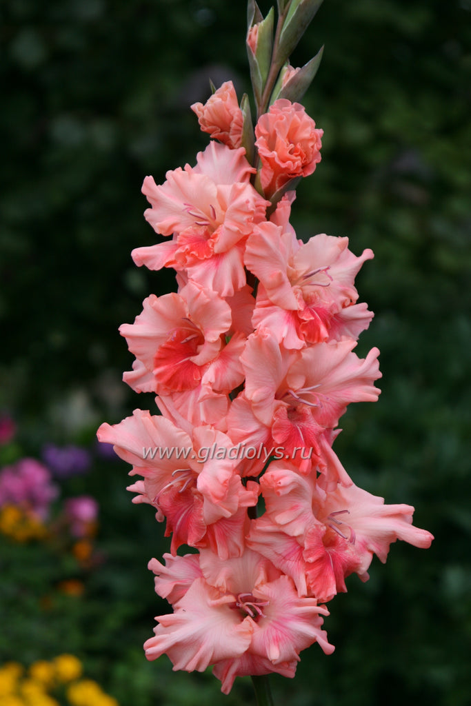 Гладиолус Синай, селекционер Логутинский