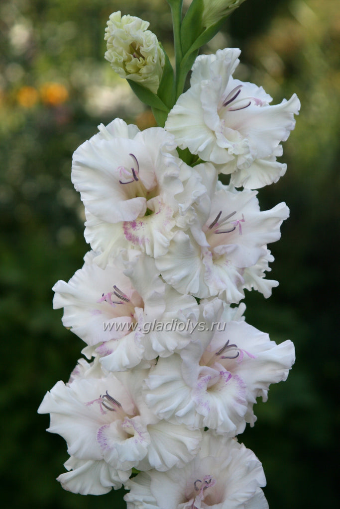 гладиолус Сирень на снегу, селекционер Трифонов