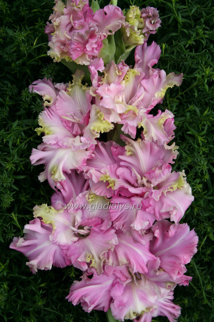 гладиолус Сирень в изумруде, селекционер Трифонов