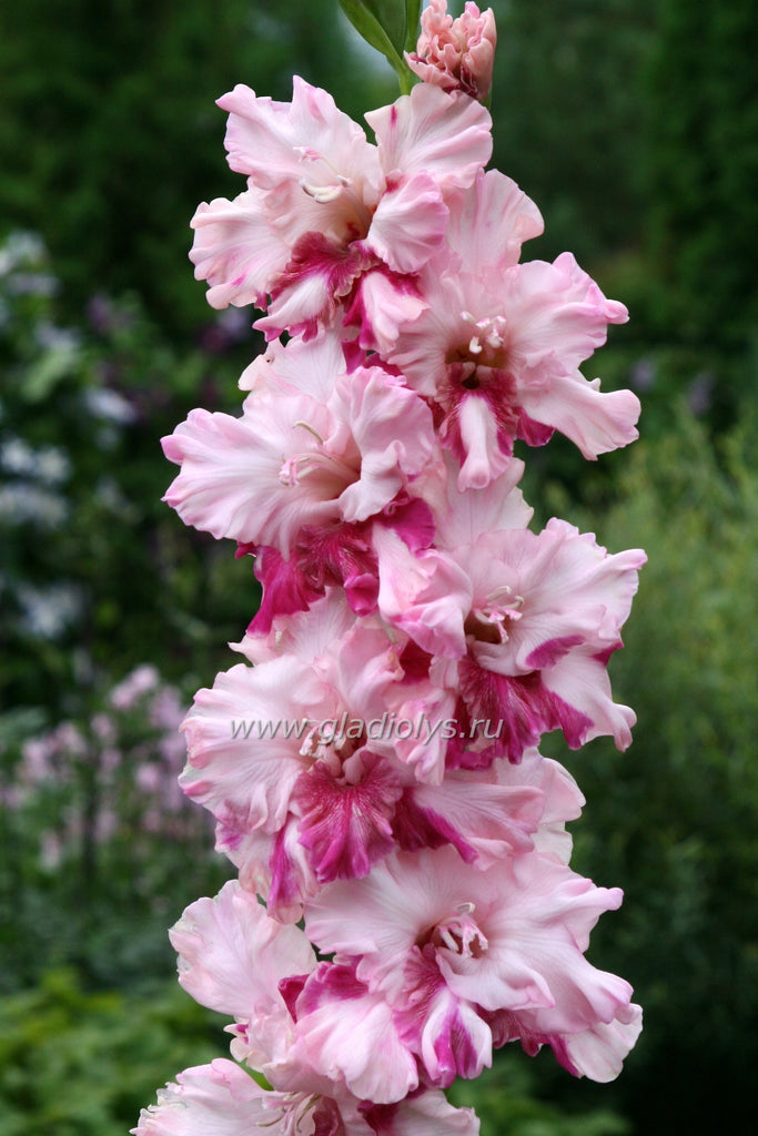 гладиолус Сиреневый бриз, селекционер Киктев