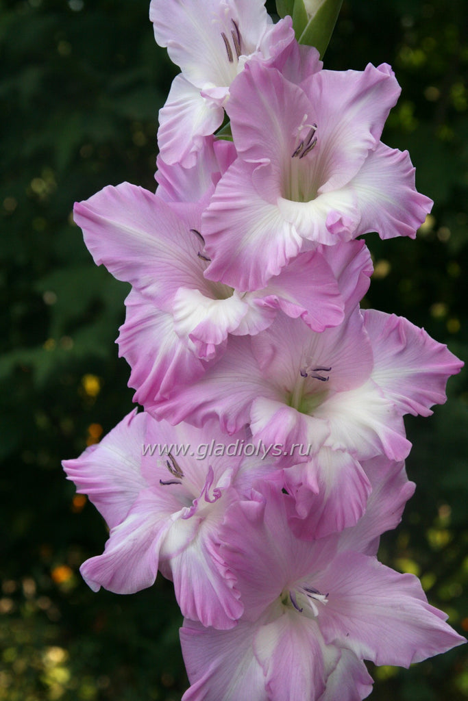 гладиолус Сиреневый сон, селекционер Киселев