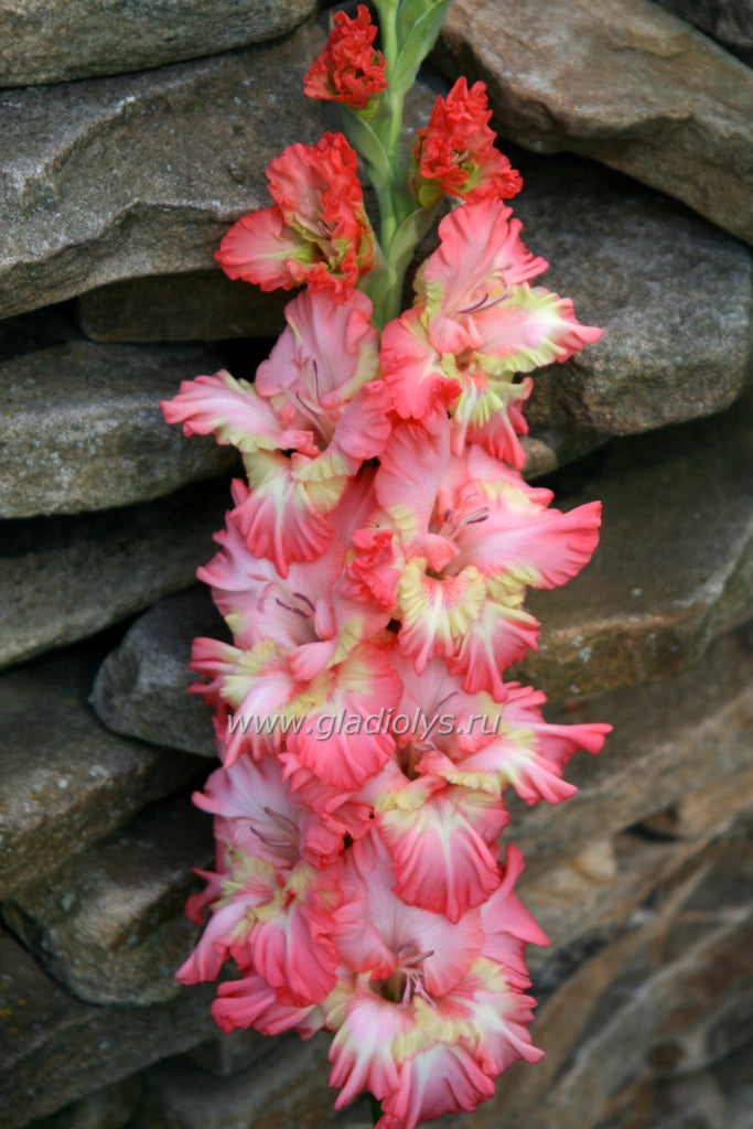 гладиолус Славянский базар, селекционер Трифонов