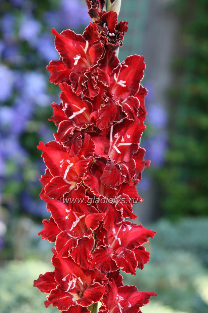 гладиолус Сокровища скорпиона, селекционер Васильев