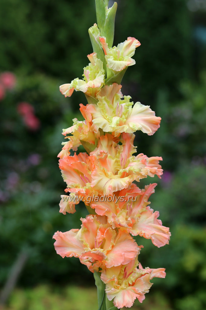 гладиолус Сокровище Амазонки, селекционер Киктев