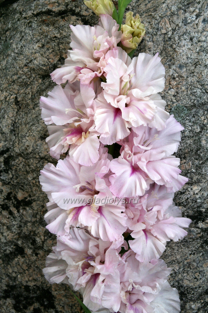 гладиолус Свадьба, селекционер Виноградский