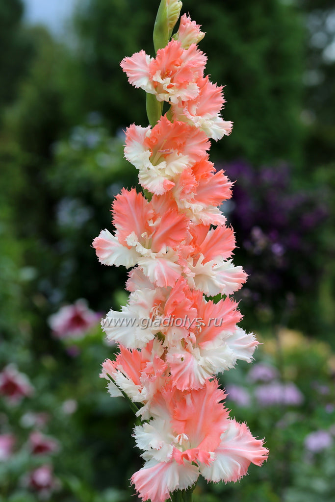 гладиолус Светская дама, селекционер Васильев