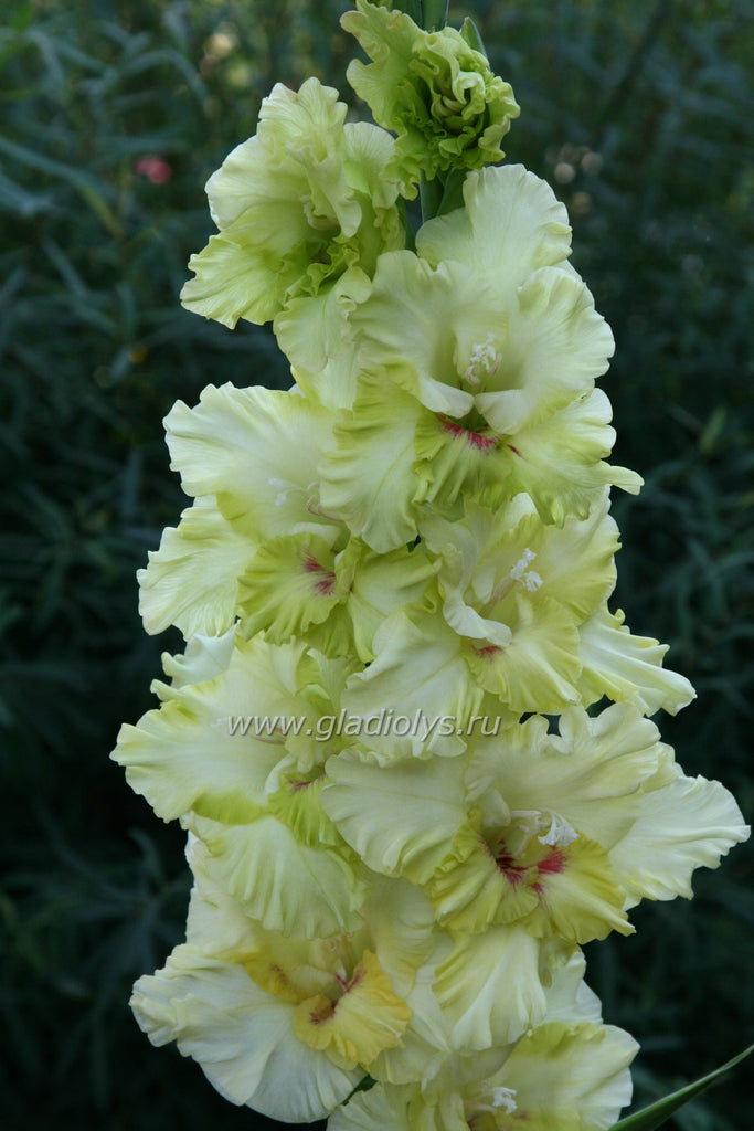 гладиолус Сын павлина, селекционер Лобазнов