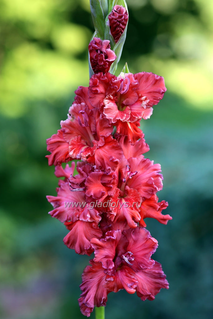 гладиолус Царский подарок, селекционер Киктев