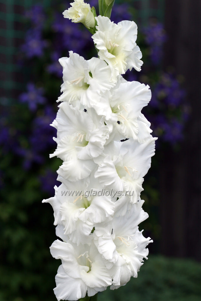 гладиолус Царство снегов, селекционер А. Баранов