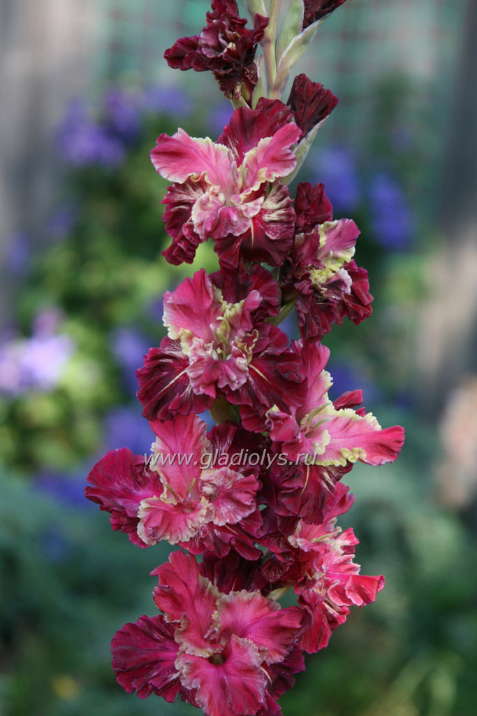 гладиолус Цыганское счастье, селекционер Васильев