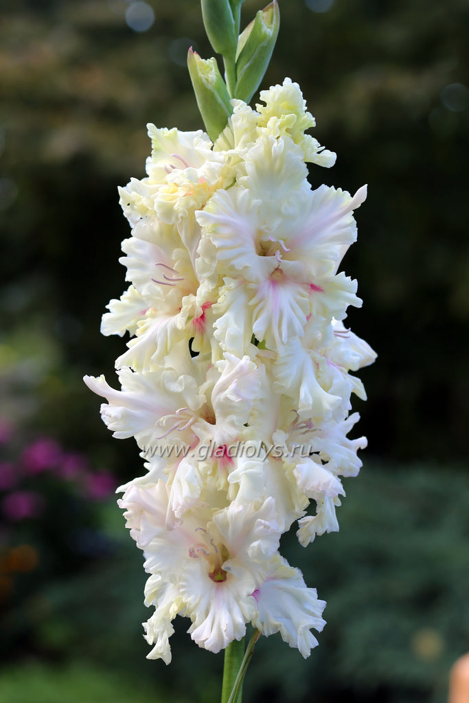 гладиолус Юная красавица, селекционер Киктев